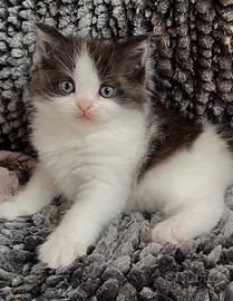 Gattino di gatti persiani normotipici MASCHIO