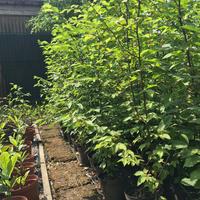 Carpino nero da siepe / fusto