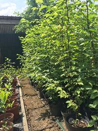 Carpino nero da siepe / fusto