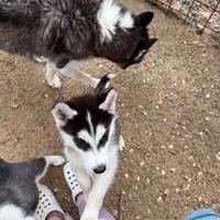 Cuccioli di Husky