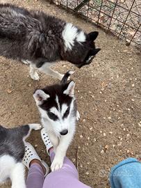 Cuccioli di Husky