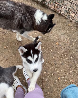 Cuccioli di Husky