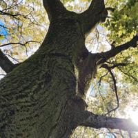 alberi noce nazionale 