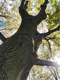 alberi noce nazionale 