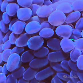 Animale Euphyllia Parancora XL