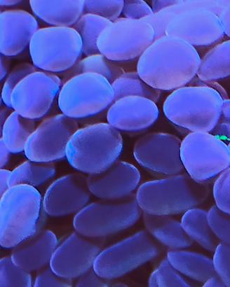 Animale Euphyllia Parancora XL