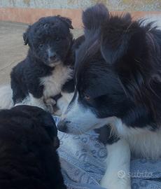 Cuccioli di border collie incrocio