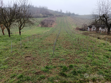 Vigneto Oltrepò Pavese