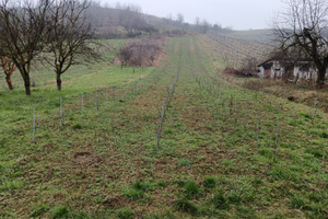 Vigneto Oltrepò Pavese