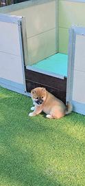 Shiba inu beautiful
