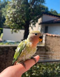 Inseparabile allevato a mano