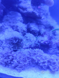 Xenia Pumping corallo molle