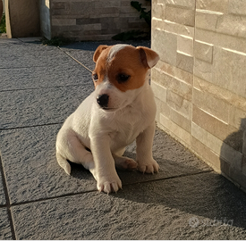 Cucciola Jack Russel