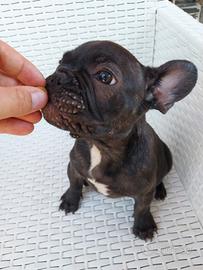 Cucciolo bulldog francese bringee