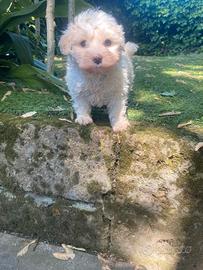 Maltese maschio cucciolo