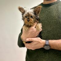 Yorkshire terrier nero focato mini mini " toy "