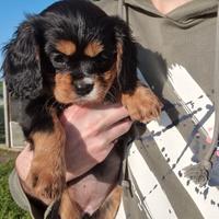 Cavalier King Charles Spaniel black and tan o ruby