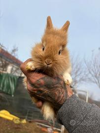 Testa di leone coniglio