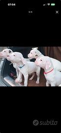 Dogo argentino pirata