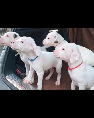 Dogo argentino pirata