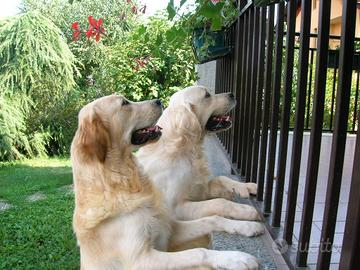 Insuperabili cuccioli di Golden retriever