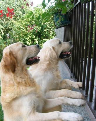 Insuperabili cuccioli di Golden retriever
