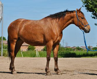 Femmina Quarter x appaloosa