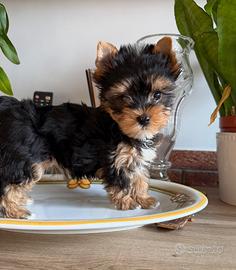 Colorful yorkshire terrier