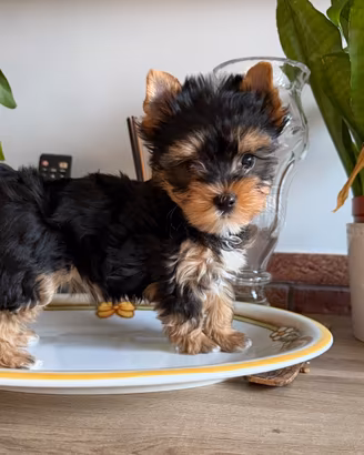 Colorful yorkshire terrier