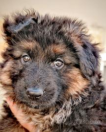 Cucciolo Pastore Tedesco con PEDIGREE