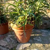 Piante di Aloe Arboscens