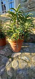 Piante di Aloe Arboscens