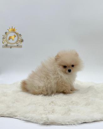 Spettacolari cuccioli Spitz di Pomerania