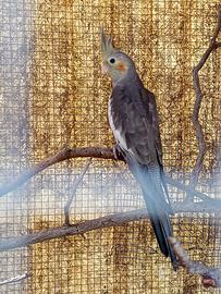 Calopsiti allev a mano