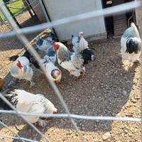 Galli e galline bramah