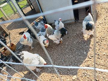 Galli e galline bramah