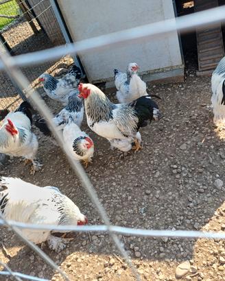 Galli e galline bramah