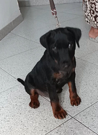 JAGD TERRIER maschio