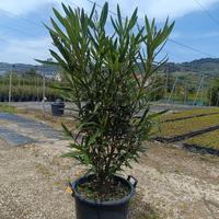 Piante di Oleandro - Ideali per giardini e siepi