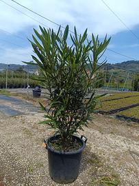 Piante di Oleandro - Ideali per giardini e siepi