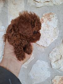 Barboncino mini toy red