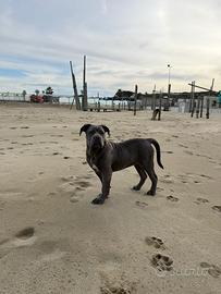 Cane corso