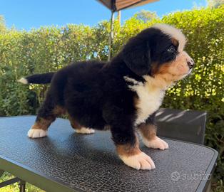 Bovaro del bernese