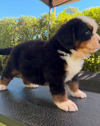 Bovaro del bernese