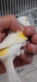 Uccelli