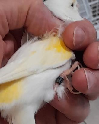 Uccelli