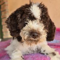 Cuccioli Lagotto Romagnolo alta qualità