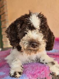 Cuccioli Lagotto Romagnolo alta qualità