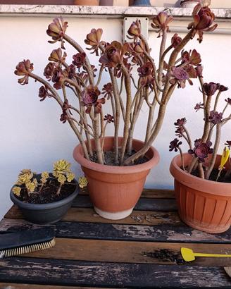 aeonium pianta grassa