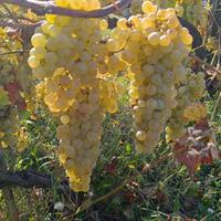 Vendemmia/ Uva